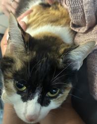 Lost Female Cat last seen Palmer and Chapel Hill, Durham, NC 27707