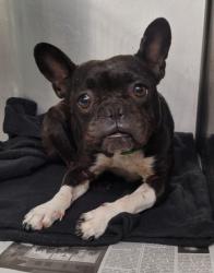 Shelter Stray Female Dog last seen , 1850 W 60th St, Los Angeles, CA 90047, USA