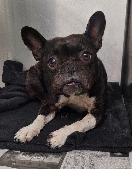 Shelter Stray Female Dog last seen , 1850 W 60th St, Los Angeles, CA 90047, USA