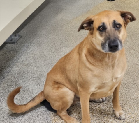 Shelter Stray Male Dog last seen , 3201 Lacy St, Los Angeles, CA 90031, USA