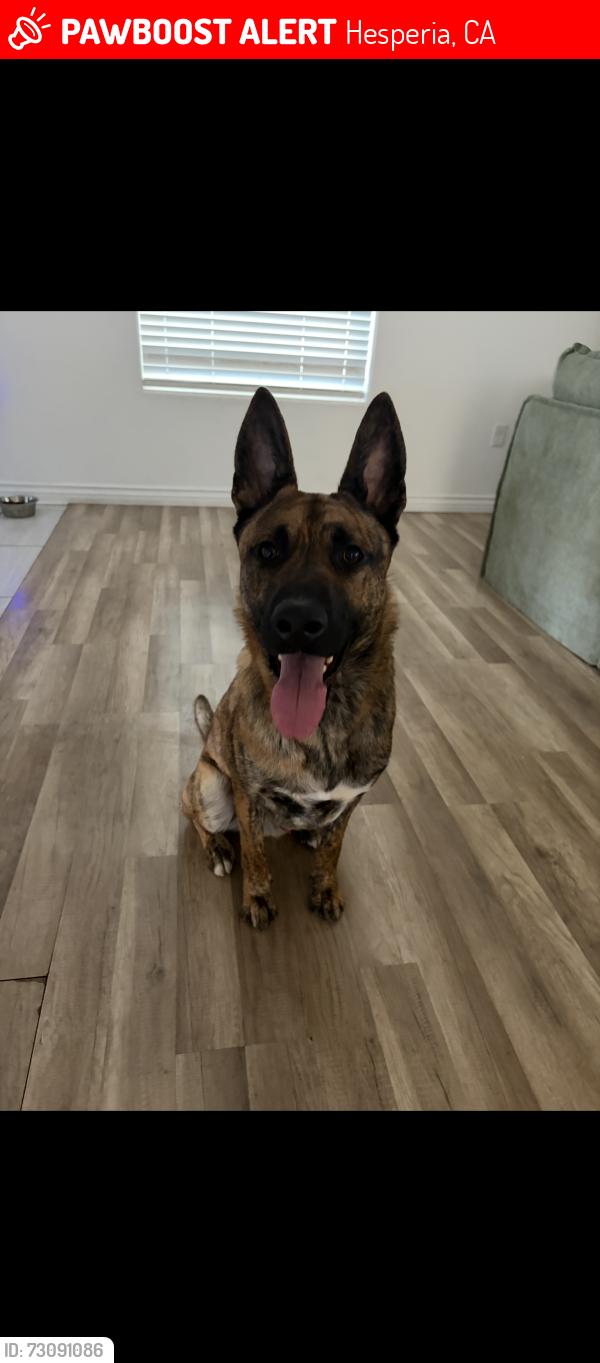 Lost Male Dog last seen Juniper and second, Hesperia, CA 92345