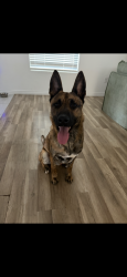 Lost Male Dog last seen Juniper and second, Hesperia, CA 92345
