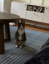 Lost Male Cat last seen He was last seen on Alberdan circle in Pinole, Pinole, CA 94564
