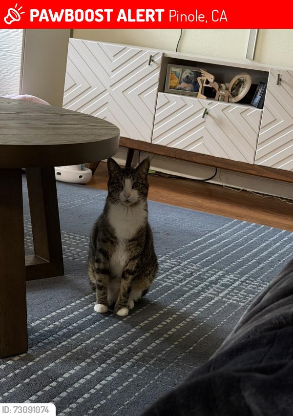 Lost Male Cat last seen He was last seen on Alberdan circle in Pinole, Pinole, CA 94564