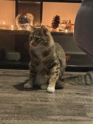 Lost Male Cat last seen First floor Apto 10107, Lewisville, TX 75056