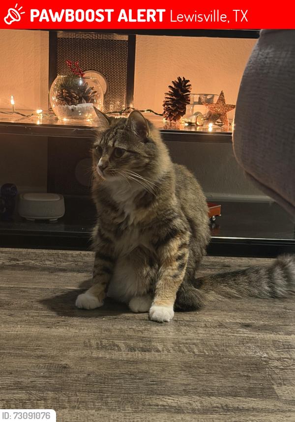 Lost Male Cat last seen First floor Apto 10107, Lewisville, TX 75056