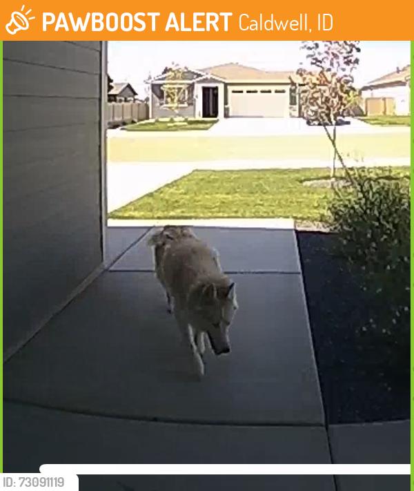 Found/Stray Unknown Dog last seen Krantze, Caldwell, ID 83605