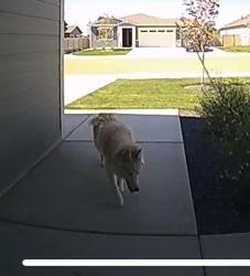 Found/Stray Unknown Dog last seen Krantze, Caldwell, ID 83605