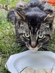Found/Stray Unknown Cat last seen 11 mile between Campbell and Main, Royal Oak, MI 48067