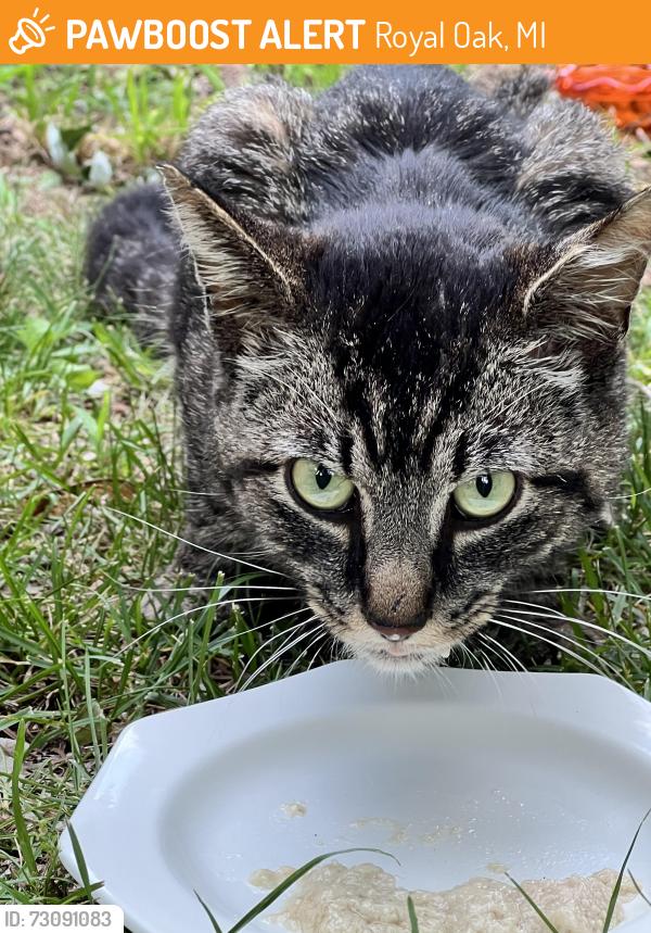 Found/Stray Unknown Cat last seen 11 mile between Campbell and Main, Royal Oak, MI 48067