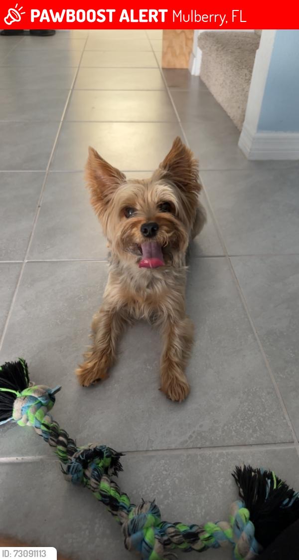 Lost Male Dog last seen Walmart by Mulberry,FL, Mulberry, FL 33813