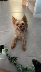 Lost Male Dog last seen Walmart by Mulberry,FL, Mulberry, FL 33813