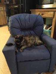 Lost Female Cat last seen Sleepy Hollow Dr., Asheville, NC 28805