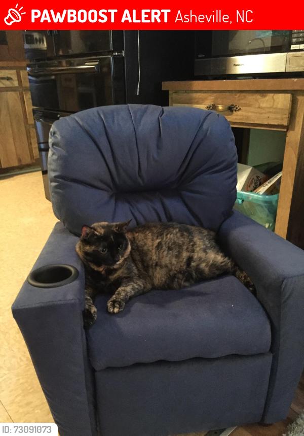 Lost Female Cat last seen Sleepy Hollow Dr., Asheville, NC 28805