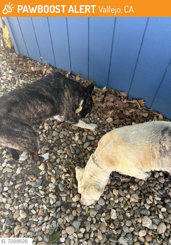 Found/Stray Female Dog last seen Borges Park, Vallejo, CA 94589