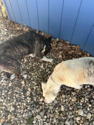 Found/Stray Female Dog last seen Borges Park, Vallejo, CA 94589