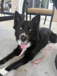 Found/Stray Female Dog last seen Valley View & Diemer, Yorba Linda, CA 92886