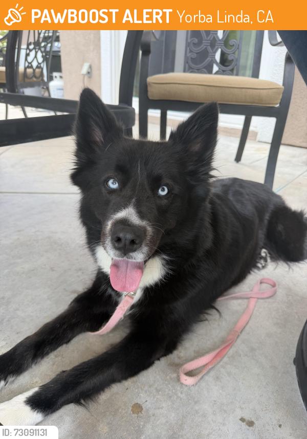 Found/Stray Female Dog last seen Valley View & Diemer, Yorba Linda, CA 92886