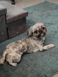 Reunited Male Dog last seen Swain and lake Worth road behind Hoffman's chocolates, Greenacres, FL 33463