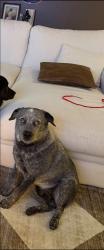 Reunited Male Dog last seen Turner warnell and calender, Mansfield, TX 76063