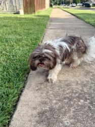 Found/Stray Female Dog last seen Day flower and cypress River, Katy, TX 77449