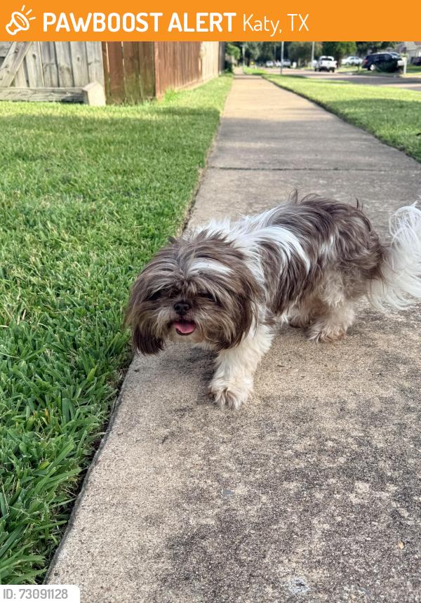 Found/Stray Female Dog last seen Day flower and cypress River, Katy, TX 77449