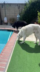 Found/Stray Male Dog last seen Chapman Avenue near Magnolia Street in Garden Grove, Garden Grove, CA 92841