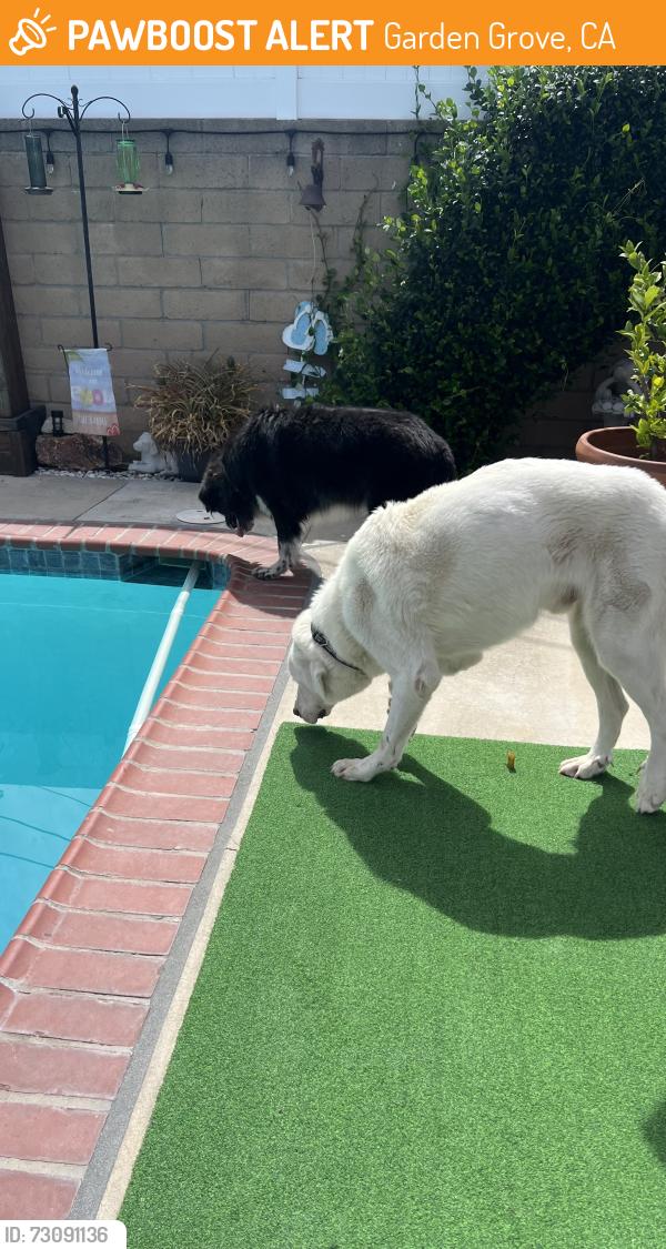 Found/Stray Male Dog last seen Chapman Avenue near Magnolia Street in Garden Grove, Garden Grove, CA 92841
