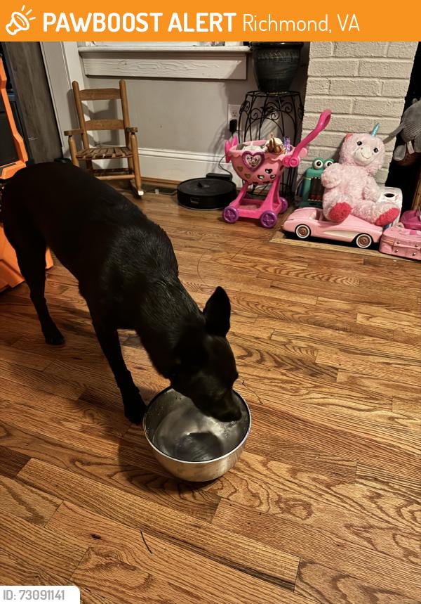 Found/Stray Female Dog last seen Brookland park blvd, Richmond, VA 23222