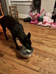 Found/Stray Female Dog last seen Brookland park blvd, Richmond, VA 23222