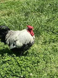 Lost Male Bird last seen Black Oak Road, Fayetteville, AR 72701