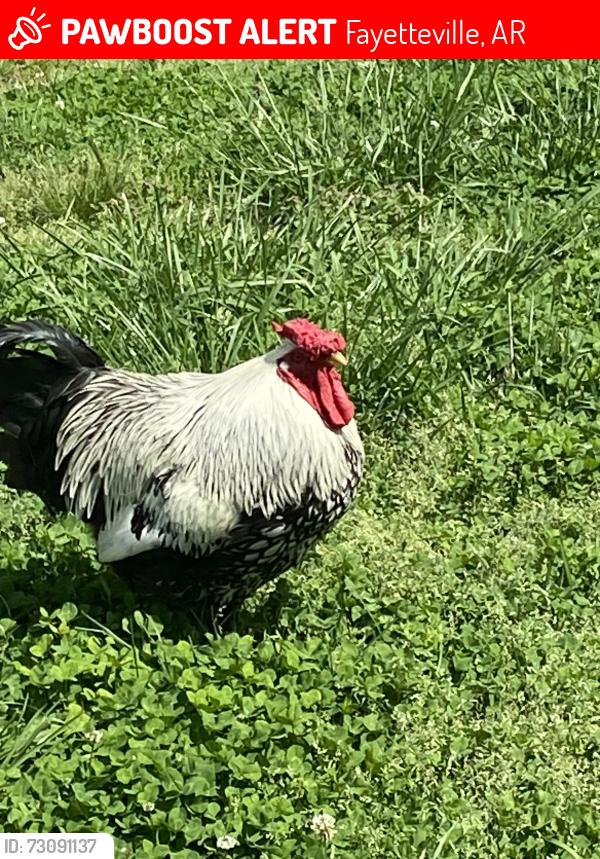 Lost Male Bird last seen Black Oak Road, Fayetteville, AR 72701