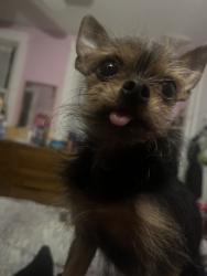 Reunited Female Dog last seen Near Fenwood Ave, Hamilton twp, NJ 08619, USA, Hamilton Township, NJ 08619