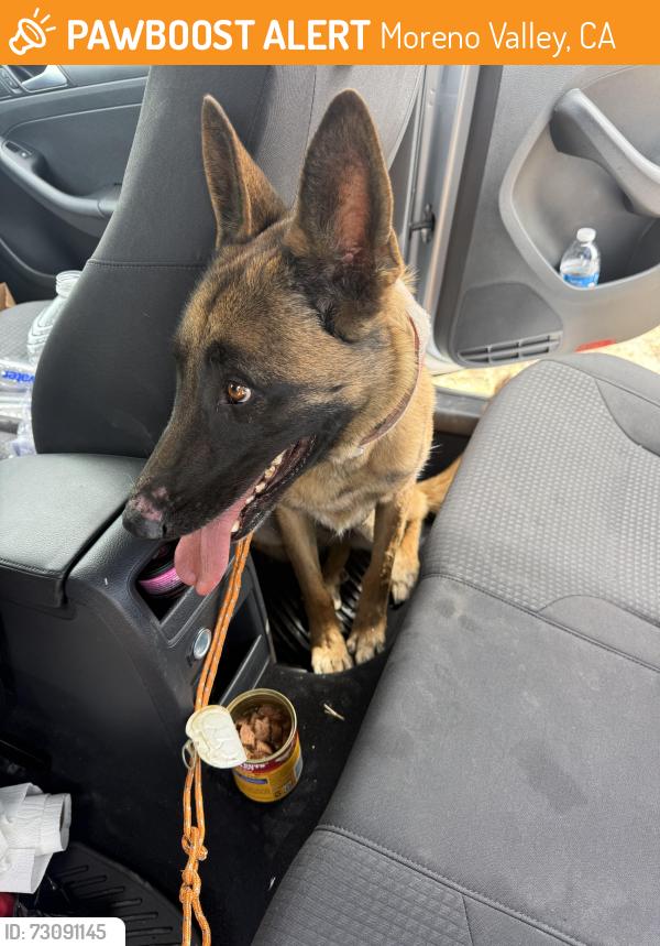 Found/Stray Female Dog last seen Redlands and Alessandro st, Moreno Valley, CA 92555