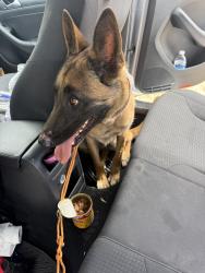 Found/Stray Female Dog last seen Redlands and Alessandro st, Moreno Valley, CA 92555