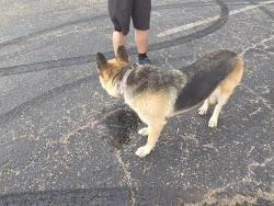 Found/Stray Female Dog last seen Bell and Cougar, Amarillo, TX 79109