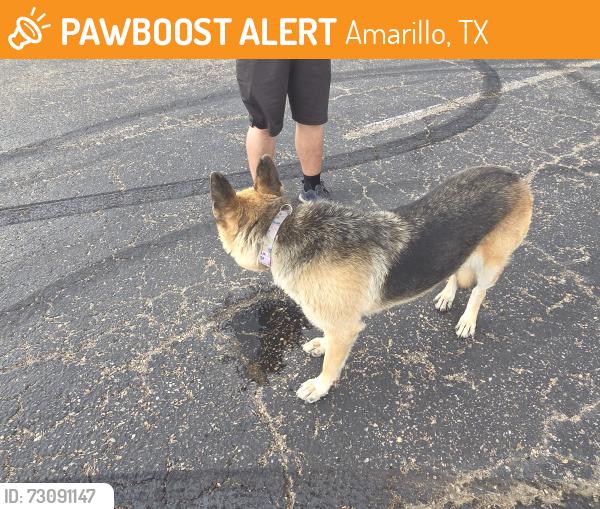 Found/Stray Female Dog last seen Bell and Cougar, Amarillo, TX 79109