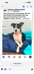 Lost Female Dog last seen The Heights, Ruston, LA 71270