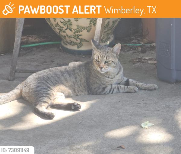 Found/Stray Male Cat last seen Mountain Crest Neighborhood, Wimberley, TX 78676