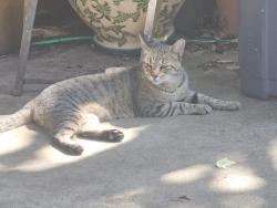 Found/Stray Male Cat last seen Mountain Crest Neighborhood, Wimberley, TX 78676