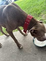 Found/Stray Male Dog last seen The ivy apmts, College Station, TX 77840