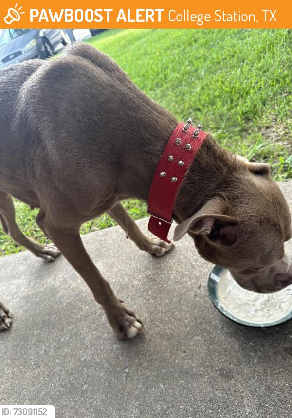 Found/Stray Male Dog last seen The ivy apmts, College Station, TX 77840