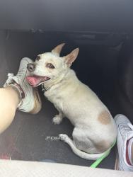 Found/Stray Female Dog last seen At the vet hosp, Las Vegas, NV 89131