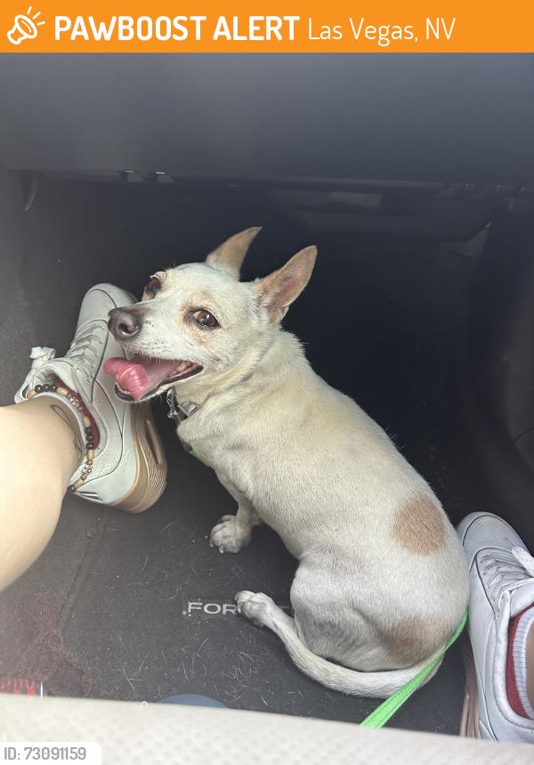 Found/Stray Female Dog last seen At the vet hosp, Las Vegas, NV 89131