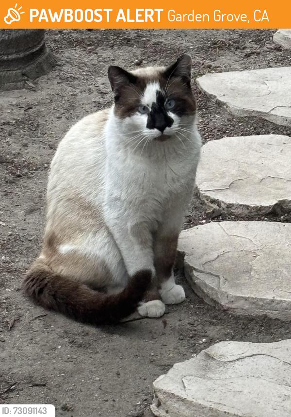 Found/Stray Male Cat last seen Morrie lane and lampson, Garden Grove, CA 92840