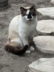 Found/Stray Male Cat last seen Morrie lane and lampson, Garden Grove, CA 92840