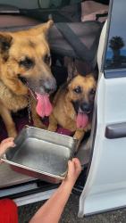 Found/Stray Unknown Dog last seen Beach and Lampson Stanton, Stanton, CA 90680