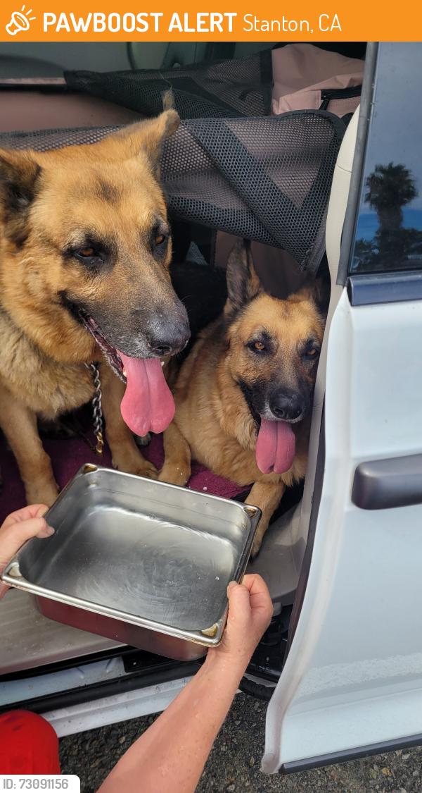 Found/Stray Unknown Dog last seen Beach and Lampson Stanton, Stanton, CA 90680