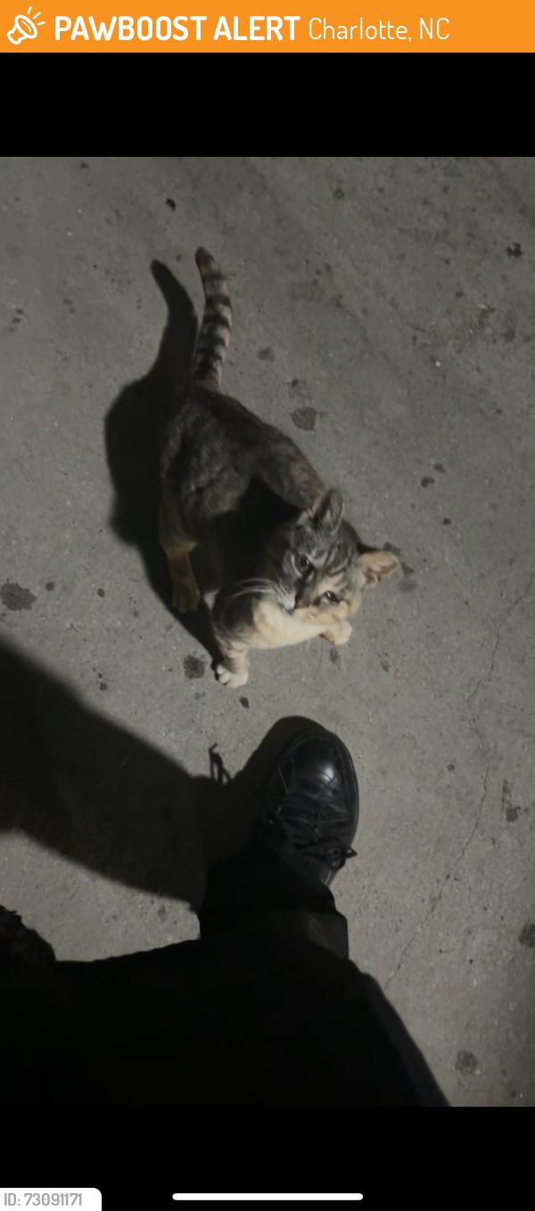 Found/Stray Female Cat last seen Waffle hse, Charlotte, NC 28212