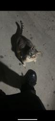 Found/Stray Female Cat last seen Waffle hse, Charlotte, NC 28212